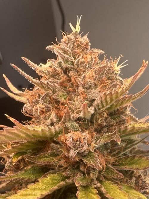 GUAVA AUTO - Becky. Week 10