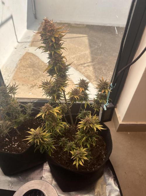 GUAVA AUTO - Becky. Week 10