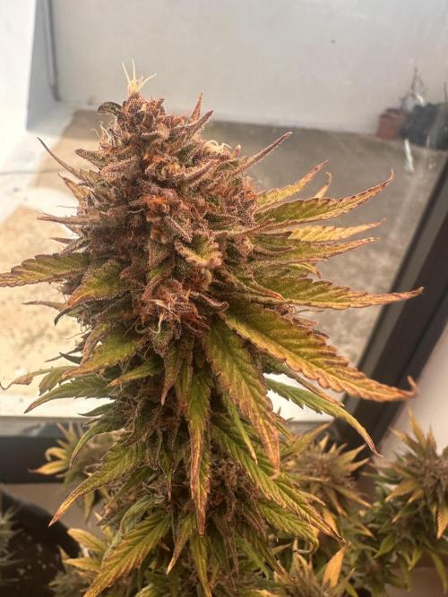 GUAVA AUTO - Becky. Week 10