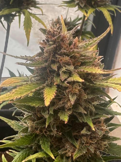 GUAVA AUTO - Becky. Week 10