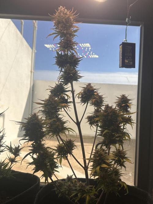 GUAVA AUTO - Becky. Week 10