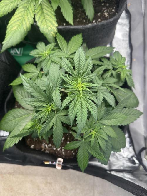 ORANGE SHERBERT AUTO. Week 4