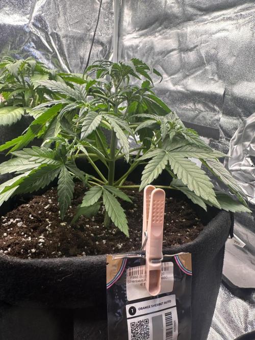 ORANGE SHERBERT AUTO. Week 4