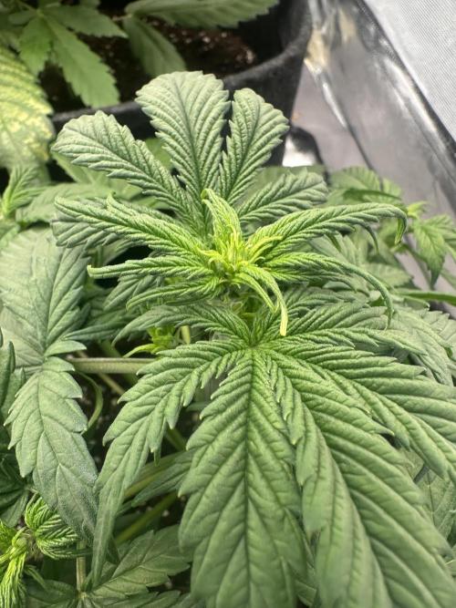ORANGE SHERBERT AUTO. Week 4