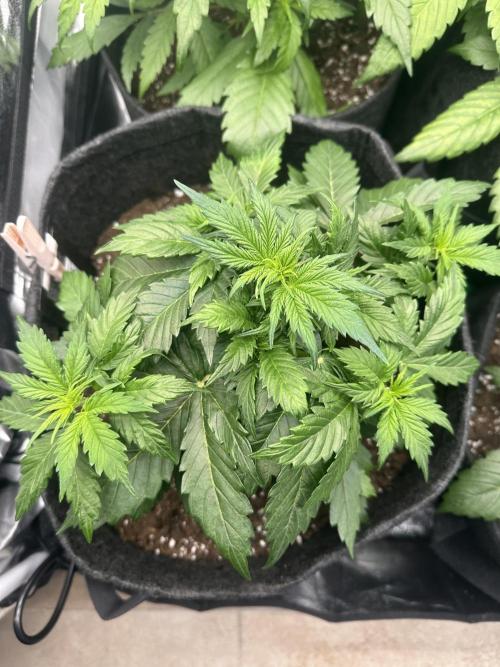 STRAWBERRY GORILLA AUTO. Week 4