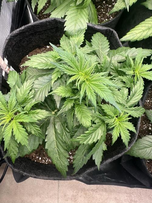STRAWBERRY GORILLA AUTO. Week 4
