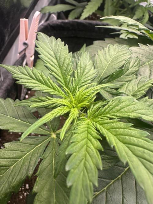 STRAWBERRY GORILLA AUTO. Week 4