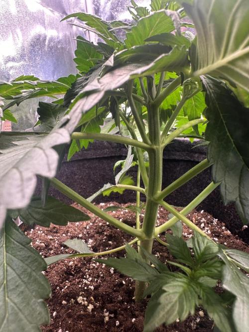 STRAWBERRY GORILLA AUTO. Week 4