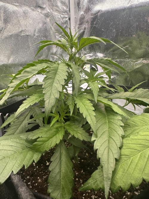 GELATO AUTO. Week 4