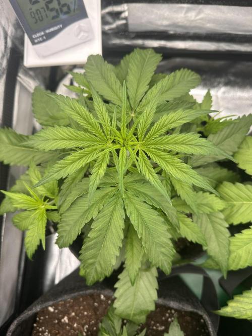 GELATO AUTO. Week 4