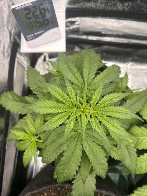 GELATO AUTO. Week 4