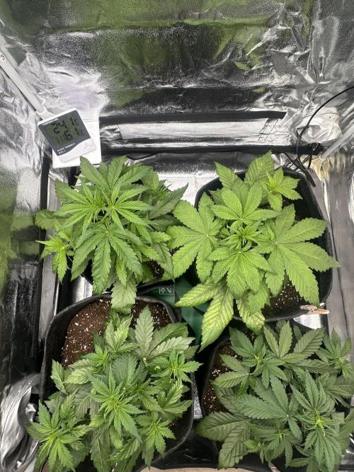 GORILLA COOKIES AUTO. Week 4