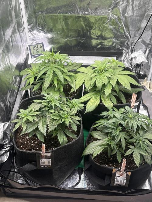 GORILLA COOKIES AUTO. Week 4