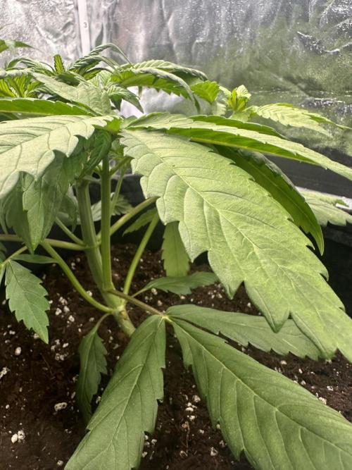 GORILLA COOKIES AUTO. Week 4