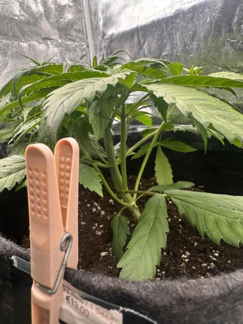 GORILLA COOKIES AUTO. Week 4