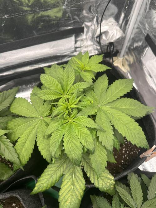 GORILLA COOKIES AUTO. Week 4