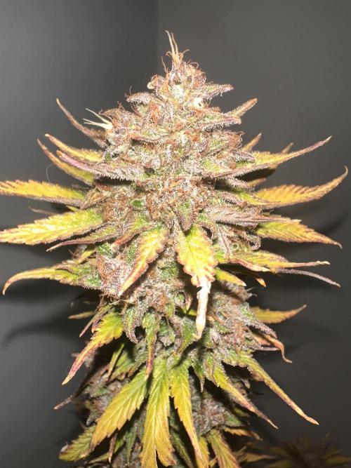 GUAVA AUTO - Becky. Week 11