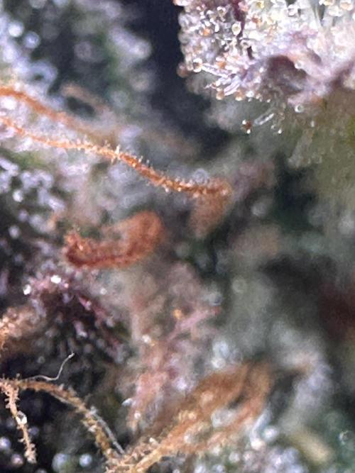 GUAVA AUTO - Becky. Week 11