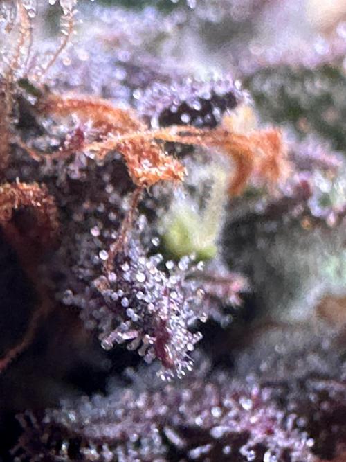 GUAVA AUTO - Becky. Week 11