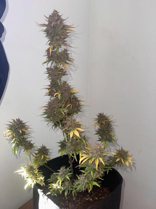 GUAVA AUTO - Becky. Week 11