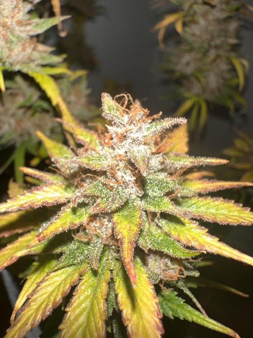 GUAVA AUTO - Becky. Week 11