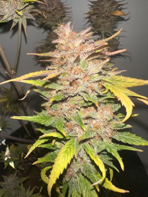 GUAVA AUTO - Becky. Week 11