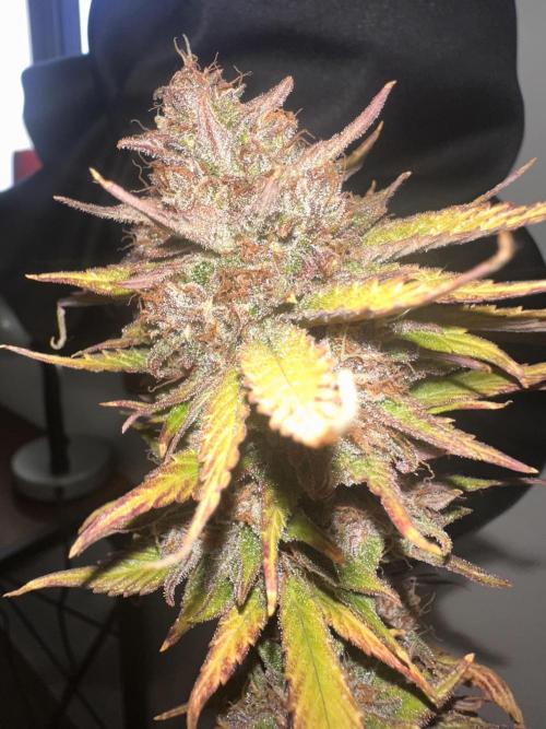 GUAVA AUTO - Becky. Week 11
