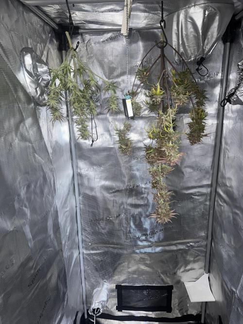 GUAVA AUTO - Becky. Week 11