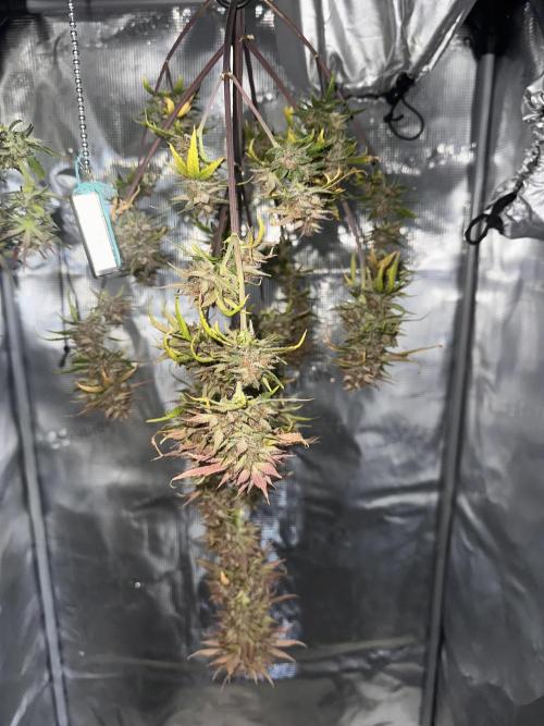GUAVA AUTO - Becky. Week 11