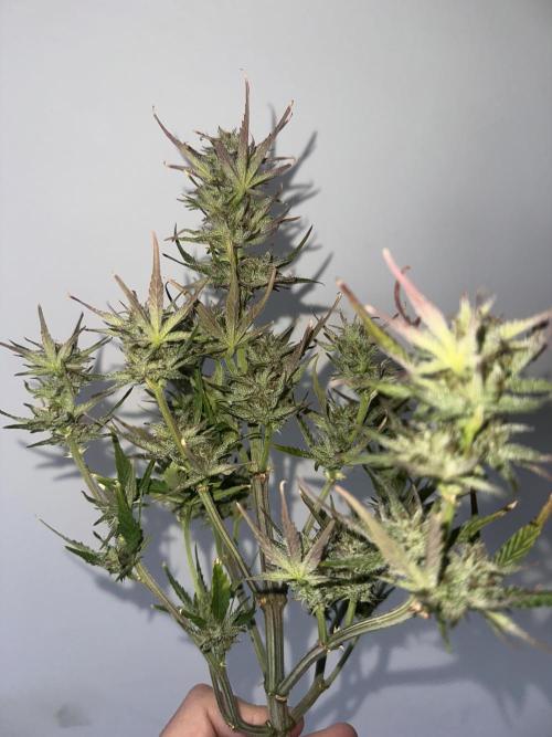 GUAVA AUTO (Blue) Maria Joana. Week 11