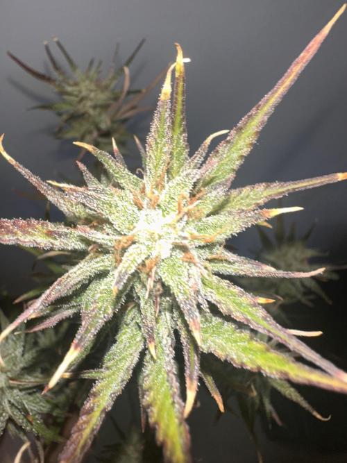 GUAVA AUTO (Blue) Maria Joana. Week 11
