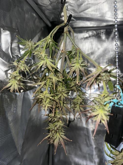 Guava Auto. Week 11