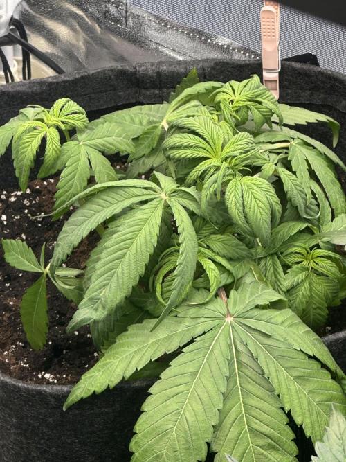 Heisenherb