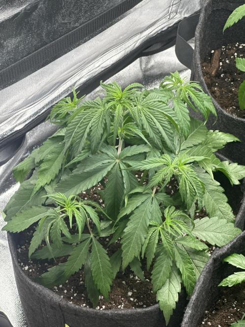 Heisenherb