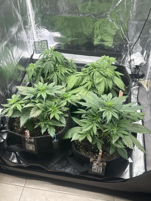 Heisenherb