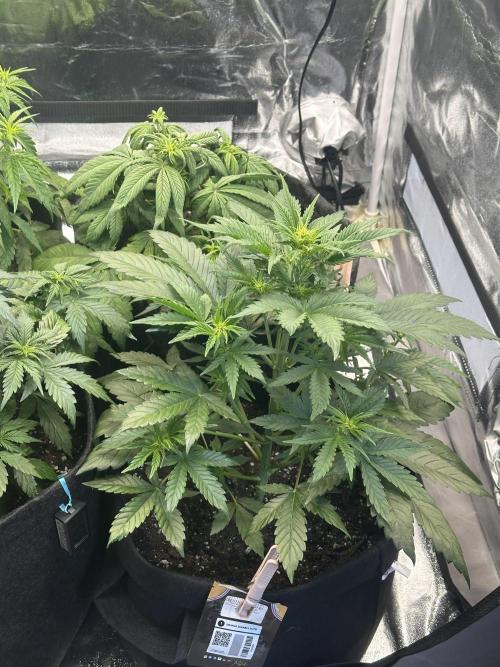 ORANGE SHERBERT AUTO. Week 5