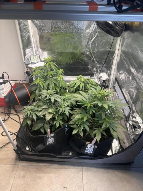 ORANGE SHERBERT AUTO. Week 5