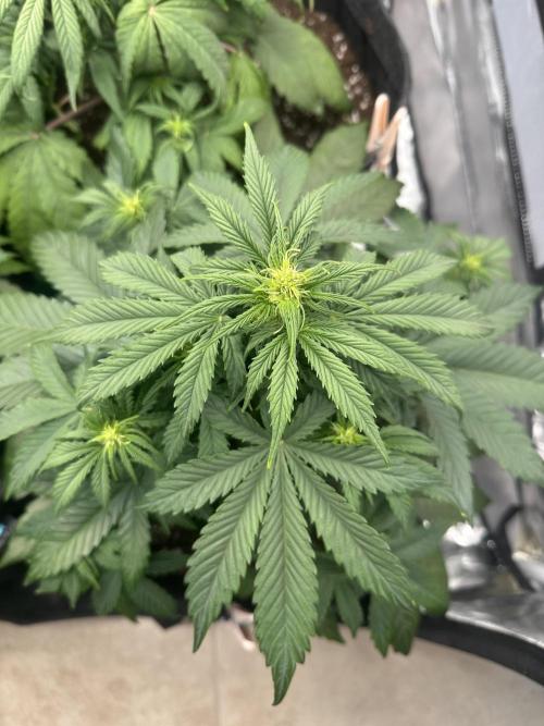 ORANGE SHERBERT AUTO. Week 5