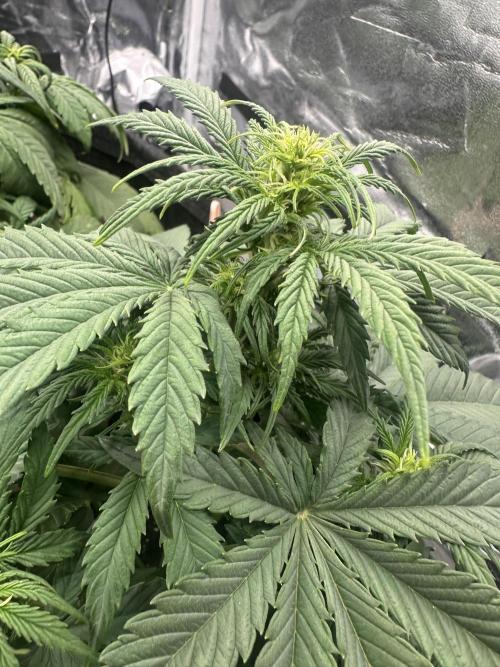 ORANGE SHERBERT AUTO. Week 5