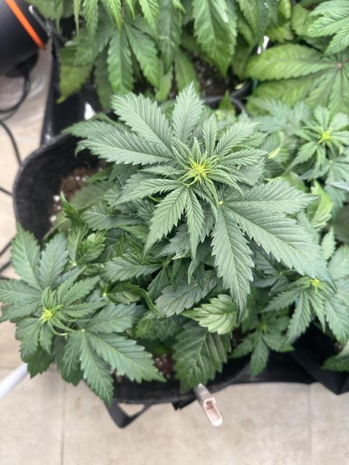STRAWBERRY GORILLA AUTO. Week 5