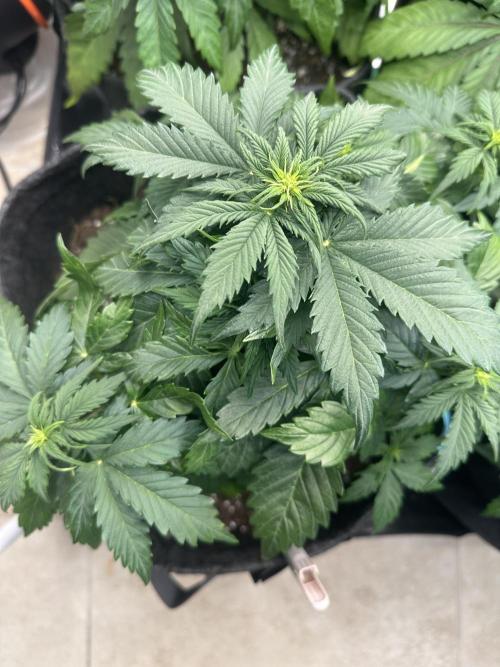 STRAWBERRY GORILLA AUTO. Week 5