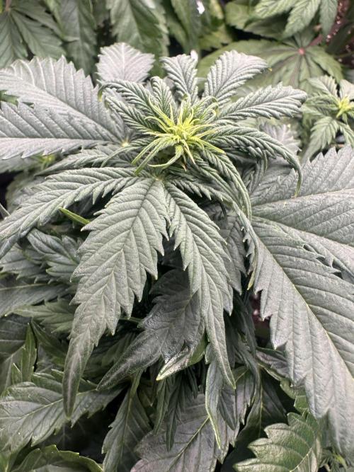 STRAWBERRY GORILLA AUTO. Week 5