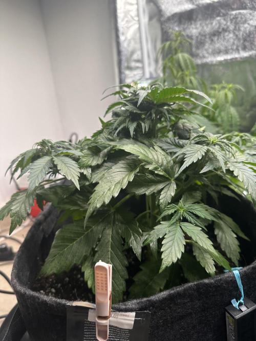 STRAWBERRY GORILLA AUTO. Week 5
