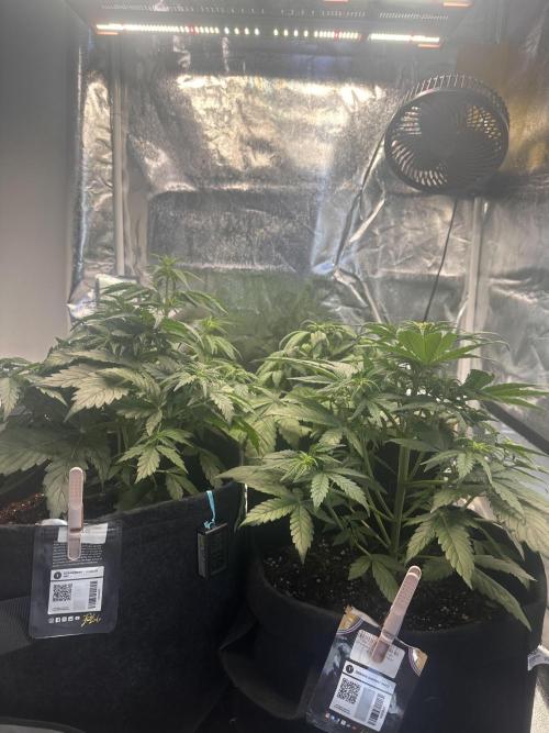 STRAWBERRY GORILLA AUTO. Week 5