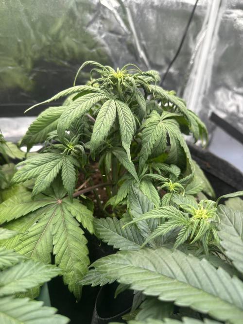 GORILLA COOKIES AUTO. Week 5