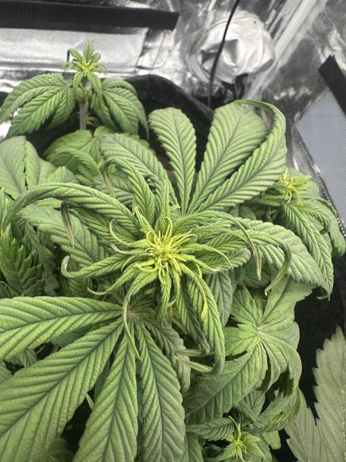 GORILLA COOKIES AUTO. Week 5