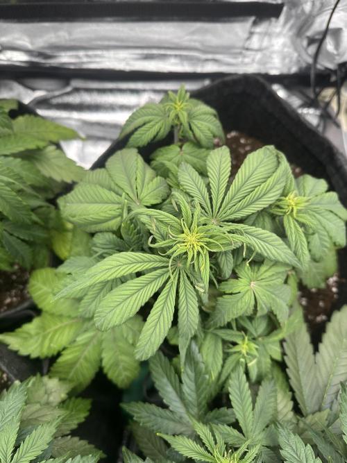 GORILLA COOKIES AUTO. Week 5