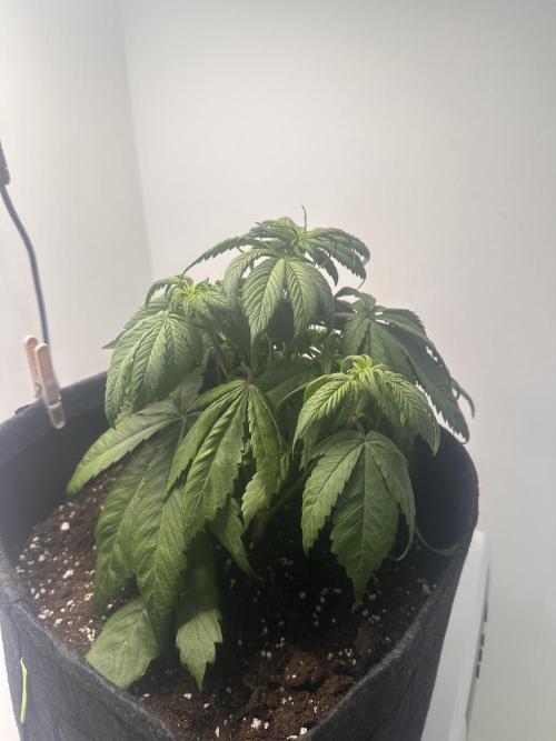 GORILLA COOKIES AUTO. Week 5