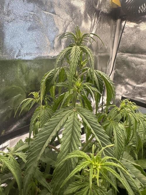 GELATO AUTO. Week 5