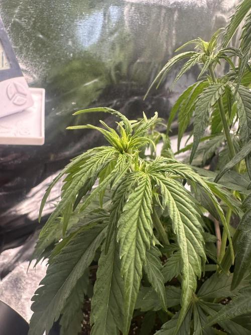 GELATO AUTO. Week 5
